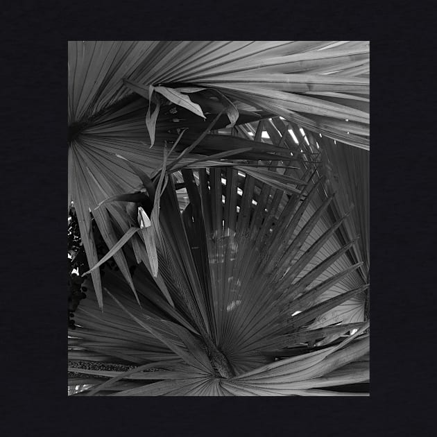 Noir Palm tree - black and white - nature photography by ArtByMe